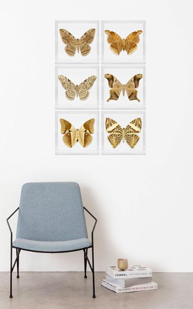 Borboletas Collection